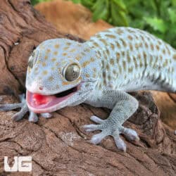 Blueberry Tokay Gecko For Sale - Underground Reptiles