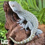 Blueberry Tokay Gecko For Sale - Underground Reptiles