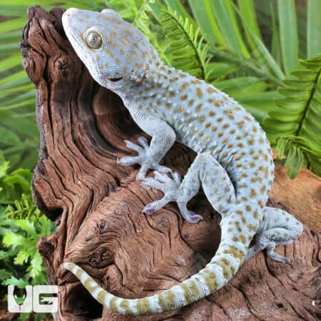 Blueberry Tokay Gecko For Sale - Underground Reptiles