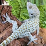 Blueberry Tokay Gecko For Sale - Underground Reptiles