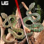 Phuket Pit Vipers For Sale - Underground Reptiles