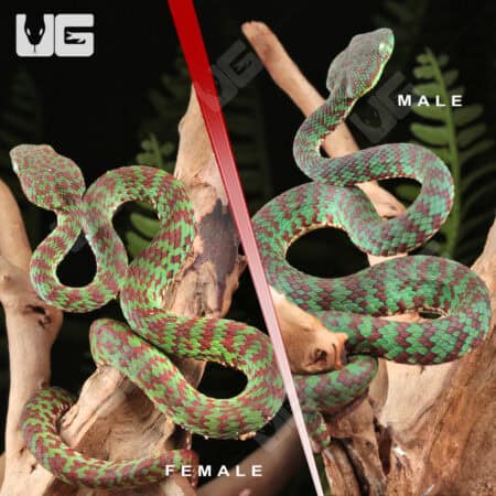 Phuket Pit Vipers For Sale - Underground Reptiles