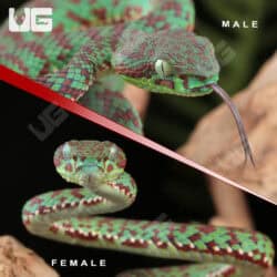 Phuket Pit Vipers For Sale - Underground Reptiles