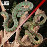 Phuket Pit Vipers For Sale - Underground Reptiles