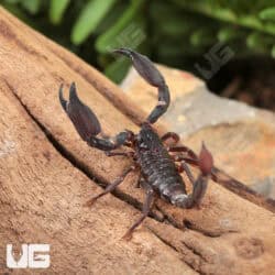 Thai Dwarf Scorpion For Sale - Underground Reptiles