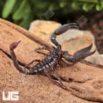 Thai Dwarf Scorpion For Sale - Underground Reptiles