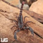 Thai Dwarf Scorpion For Sale - Underground Reptiles