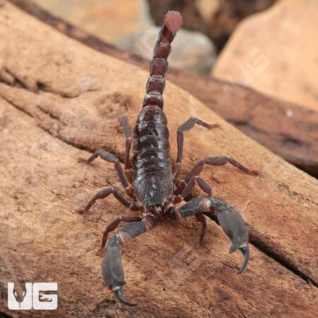 Thai Dwarf Scorpion For Sale - Underground Reptiles