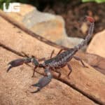 Thai Dwarf Scorpion For Sale - Underground Reptiles