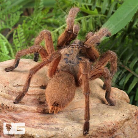 Siam Orange Tarantula (Chilobrachys sp. 'Siam Orange') For Sale - Underground Reptiles