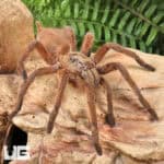 Siam Orange Tarantula (Chilobrachys sp. 'Siam Orange') For Sale - Underground Reptiles