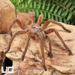 Siam Orange Tarantula (Chilobrachys sp. 'Siam Orange') For Sale - Underground Reptiles