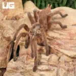 Siam Orange Tarantula (Chilobrachys sp. 'Siam Orange') For Sale - Underground Reptiles