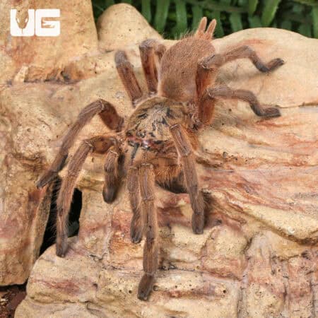Siam Orange Tarantula (Chilobrachys sp. 'Siam Orange') For Sale - Underground Reptiles