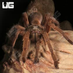Siam Orange Tarantula (Chilobrachys sp. 'Siam Orange') For Sale - Underground Reptiles