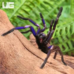 Electric Blue Earth Tiger Tarantula (Chilobrachys sp) For Sale - Underground Reptiles