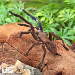 Electric Blue Earth Tiger Tarantula (Chilobrachys sp) For Sale - Underground Reptiles