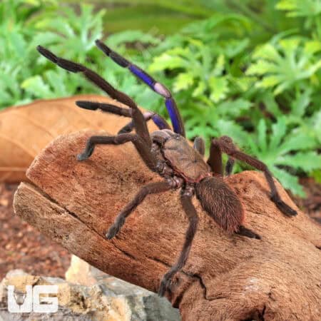Electric Blue Earth Tiger Tarantula (Chilobrachys sp) For Sale - Underground Reptiles