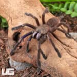 Electric Blue Earth Tiger Tarantula (Chilobrachys sp) For Sale - Underground Reptiles