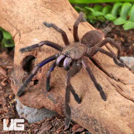 Electric Blue Earth Tiger Tarantula (Chilobrachys sp) For Sale - Underground Reptiles
