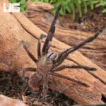 Electric Blue Earth Tiger Tarantula (Chilobrachys sp) For Sale - Underground Reptiles