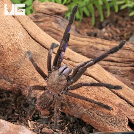 Electric Blue Earth Tiger Tarantula (Chilobrachys sp) For Sale - Underground Reptiles