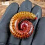 Giant Ember Millipede for sale - Underground Reptiles