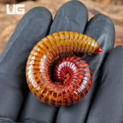 Giant Ember Millipede for sale - Underground Reptiles