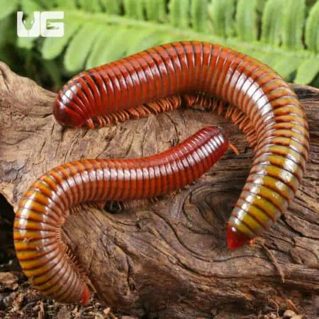 Giant Ember Millipede for sale - Underground Reptiles