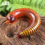 Giant Ember Millipede for sale - Underground Reptiles
