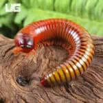 Giant Ember Millipede for sale - Underground Reptiles