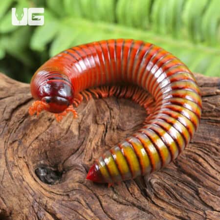 Giant Ember Millipede for sale - Underground Reptiles