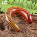 Giant Ember Millipede for sale - Underground Reptiles