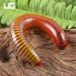 Giant Ember Millipede for sale - Underground Reptiles