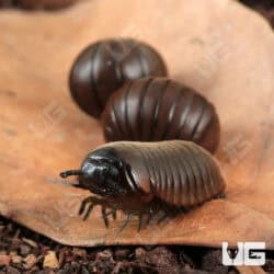 Fuzzy Pill Millipede (Zephronia sp.) For Sale - Underground Reptiles