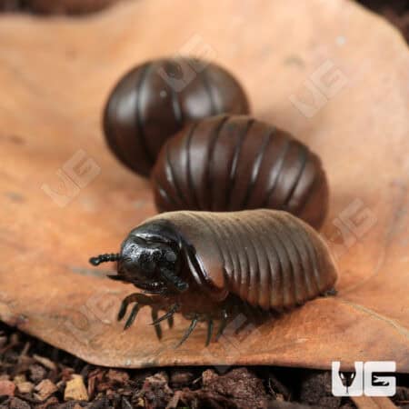Fuzzy Pill Millipede (Zephronia sp.) For Sale - Underground Reptiles