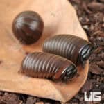 Fuzzy Pill Millipede (Zephronia sp.) For Sale - Underground Reptiles