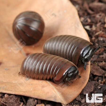 Fuzzy Pill Millipede (Zephronia sp.) For Sale - Underground Reptiles