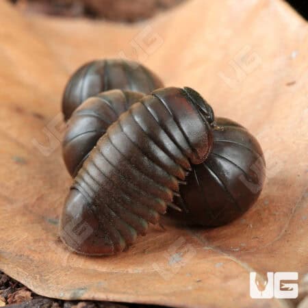 Fuzzy Pill Millipede (Zephronia sp.) For Sale - Underground Reptiles