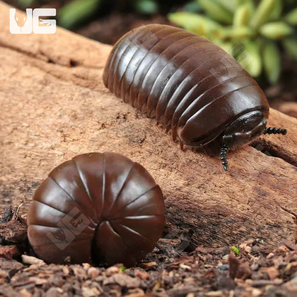 ug_Fuzzy Thai Giant Pill Millipede_1 ug_Fuzzy Thai Giant Pill Millipede_1