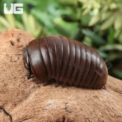 Fuzzy Pill Millipede (Zephronia sp.) For Sale - Underground Reptiles