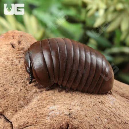 Fuzzy Pill Millipede (Zephronia sp.) For Sale - Underground Reptiles