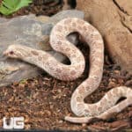 2025 Male Ghost Anaconda Western Hognose Snake - Underground Reptiles