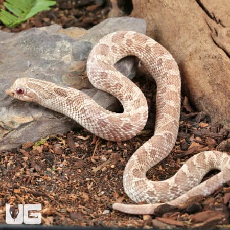 2025 Male Ghost Anaconda Western Hognose Snake - Underground Reptiles
