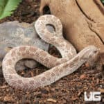 2025 Male Ghost Anaconda Western Hognose Snake - Underground Reptiles