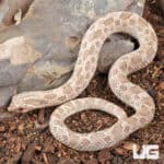 2025 Male Ghost Anaconda Western Hognose Snake - Underground Reptiles