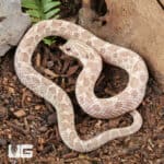 2025 Male Ghost Anaconda Western Hognose Snake - Underground Reptiles