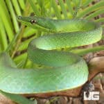 Giant Green Vine Snake
