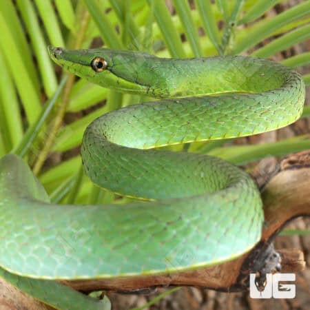 Giant Green Vine Snake