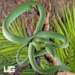Giant Green Vine Snake